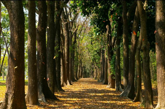 沈文程領路邀民眾踏訪六龜山林風光與文化底蘊